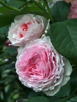 Роза английская Джеймс Гелвей C 7, 20-30 см