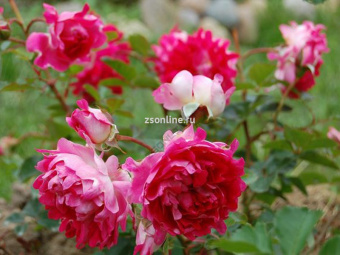 Изображение загружено обработкой по данным файла Excel