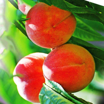 543a457dfa551287bc48f91d3f996df4