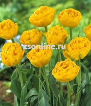 Изображение загружено обработкой по данным файла Excel