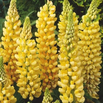 Люпин многолистный Шандэлье (С3)