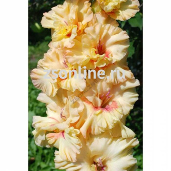 НоменклатураПрисоединенныеФайлы