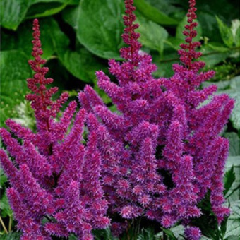 Астильба китайская в асс.V1,5л