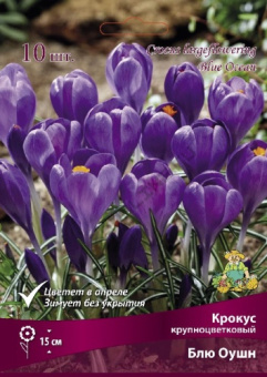 Крокус крупноцветковый Блу Оушн 7-8/К 10шт