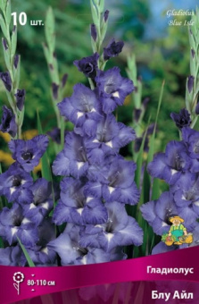 Гладиолус Блу Айл, 10 шт