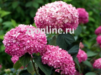 Изображение загружено обработкой по данным файла Excel