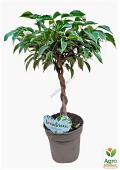 Фикус Бенджамина переплетеный D17см H65см