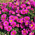 Астра кустарниковая Кассель, малиново-розовая, махровая, 9 см