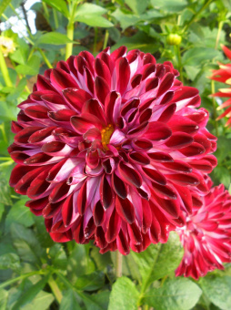 Георгин декоративный Осириум