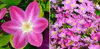 Клематис крупноцветковый Чэйндж оф Харт (красно-розовый со светлой полоской посередине)