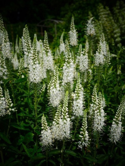 Вероника длиннолистная Альба/К