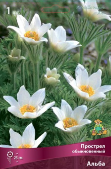 prostrel_obyknov_alba_kaper