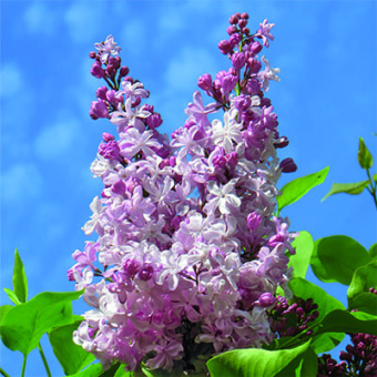 Сирень обыкновенная Радмила/ЦКор