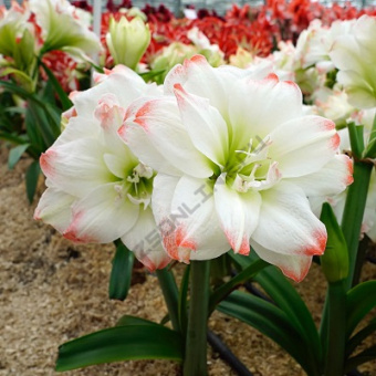 Амариллис махровый Амадеус Кенди*/К