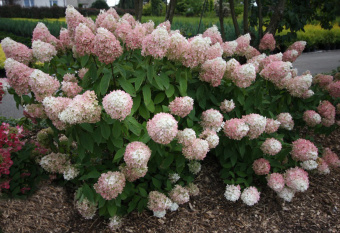 Гортензия метельчатая Мэджикал Свит Саммэ_1