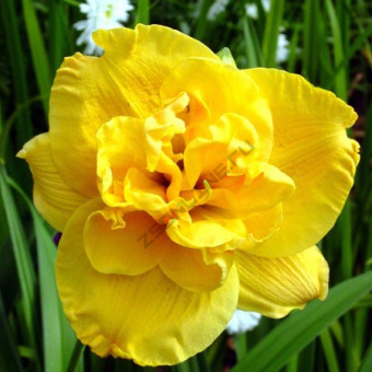 Лилейник гибридный Форевер Юнг