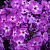 Флокс метельчатый "Purple Kiss", фиолетовый с белым глазком, h30-40см, С2