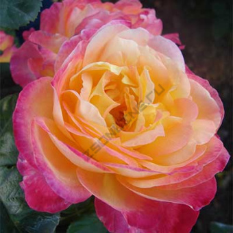 Роза Мейян чайно-гибридная Пульман Ориент Экспресс (C3,5)