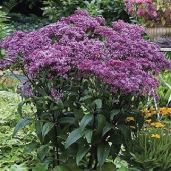 Посконник пятнистый Беби Джой С3