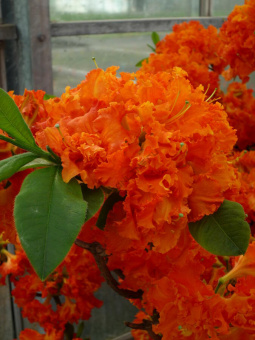 Азалия гибридная Спениш Денсер