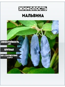 Жимолость съедобная Мальвина (С2)