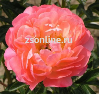 Изображение загружено обработкой по данным файла Excel