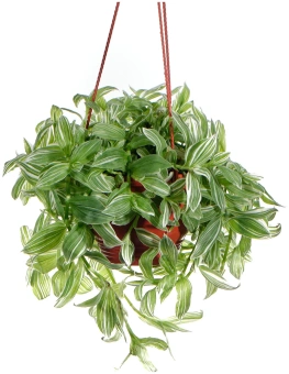 Традесканция подвесная D21см H30см