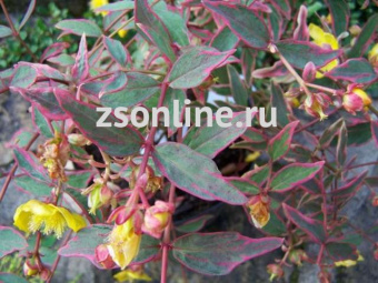 Изображение загружено обработкой по данным файла Excel