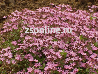 Изображение загружено обработкой по данным файла Excel