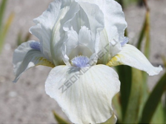 Ирис карликовый Вестстар/К