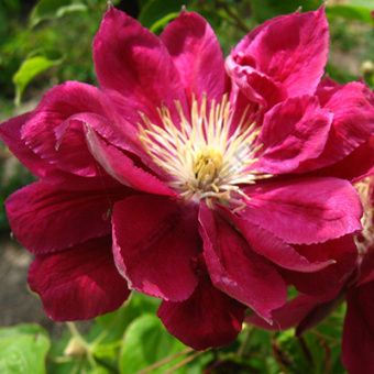 Клематис крупноцветковый Ред Стар (светло-красные с розовой полоской посередине, махровый)