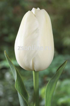 Изображение загружено обработкой по данным файла Excel