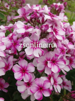 Изображение загружено обработкой по данным файла Excel