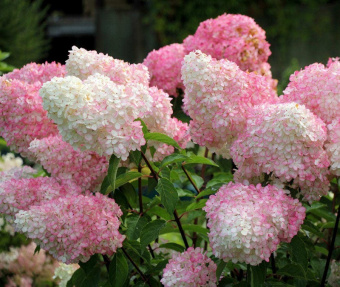 Гортензия метельчатая Ваниль Фрайз