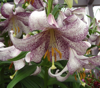 99745-liliya-longiflorum-lankon