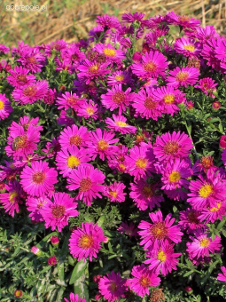 Астра кустарниковая Кассель, малиново-розовая, махровая, h - 25-40 см, C 1,5