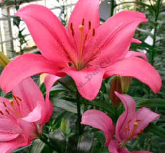 Лилия ЛА-Гибрид Манадо