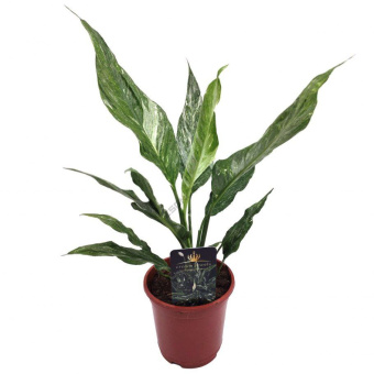 Спацифиллум D6см H20см