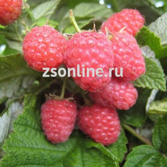 Изображение загружено обработкой по данным файла Excel