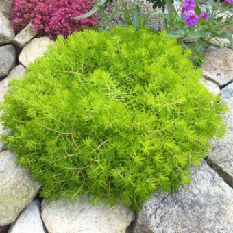 Седум (ЛФ), Р9