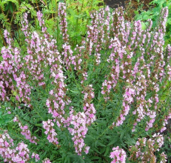 Иссоп лекарственный Розеус/К