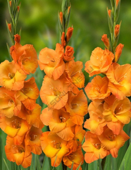 bsb54no760w0xulbmxz3scqim77wsglb