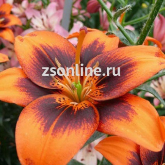 Изображение загружено обработкой по данным файла Excel