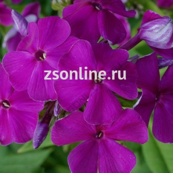 Изображение загружено обработкой по данным файла Excel