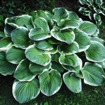 Хоста гибридная Крисмас Три V 1.5 л-М*