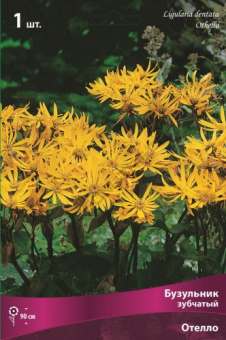 Бузульник зубчатый Отелло, 1 шт