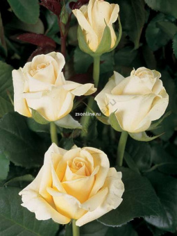 Изображение загружено обработкой по данным файла Excel