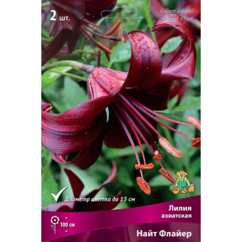 Лилия Азиатская Найт Флайер 2шт