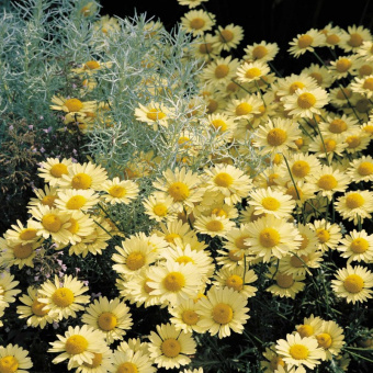 Пупавка гибридная в С1,5