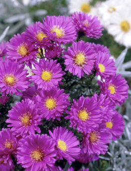 astra-novo-belgiiskaja-sara-ballard-sara-ballard